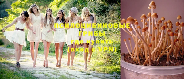ПСИЛОЦИБИНОВЫЕ ГРИБЫ Алексеевка